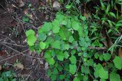 Triumfetta pentandra